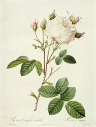 Rosa Centifolia Mutabilis, grabado por Bessin, publicado por Remond